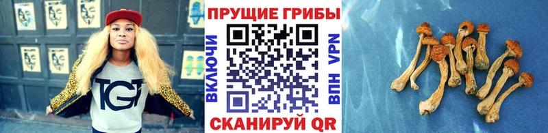 OMG рабочий сайт  Шацк  Псилоцибиновые грибы мухоморы  мориарти наркотические препараты  что такое наркотик 